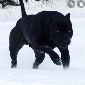 Meet your Posher, Charles